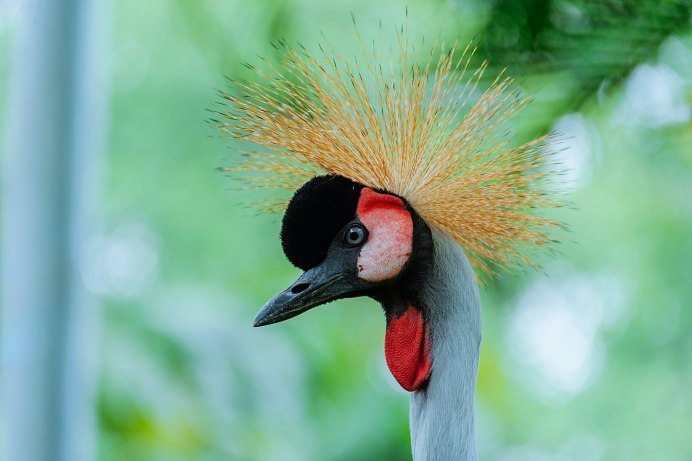 Яркие птицы