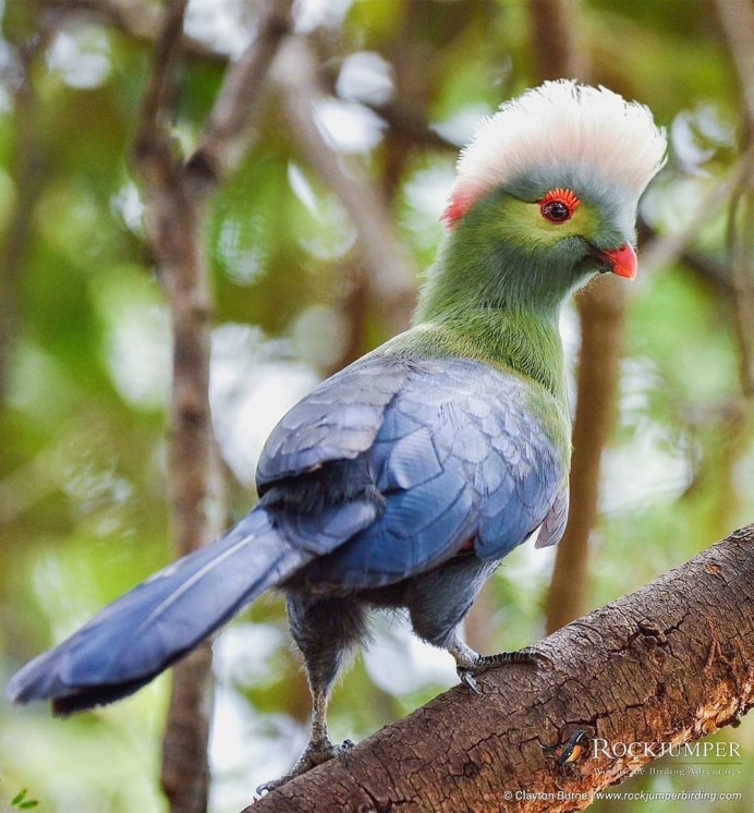 Лоро парк попугаи