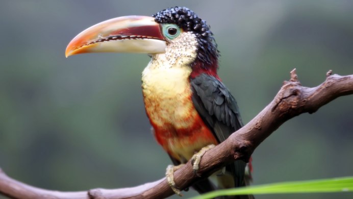 Маврикийский кольчатый попугай