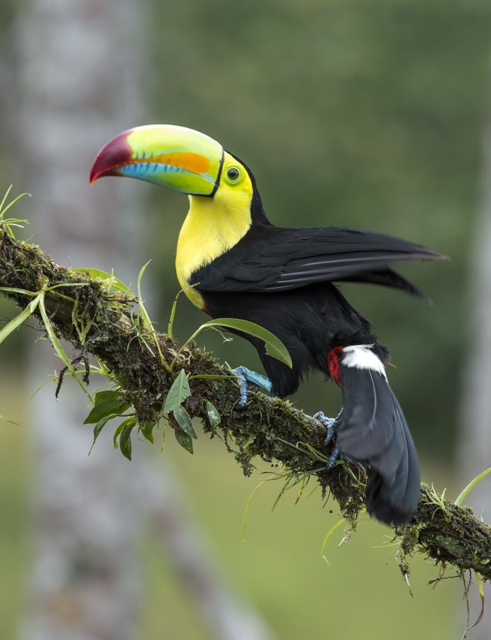 Палитра тукана