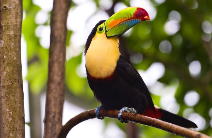 Попугай ара гваделупский