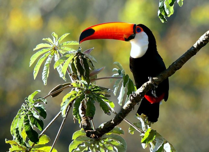 Красноклювый Тукан