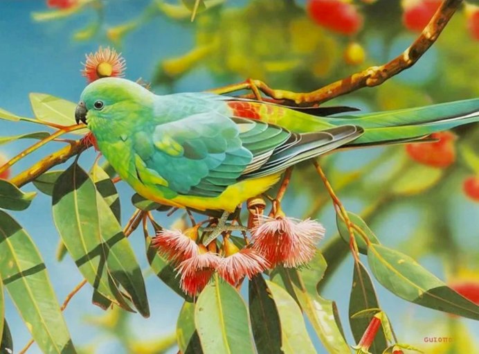 Амазонский венценосный мухоед