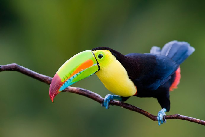 Тукан животное Южной Америки