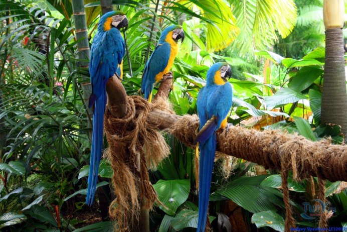 Ласточковый попугай