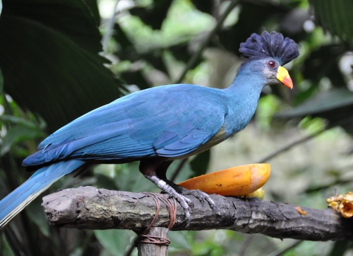 Гоацин птенец