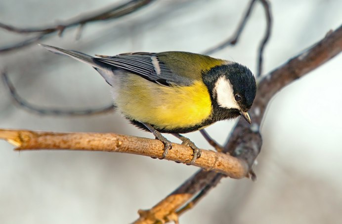 Синица Parus Major