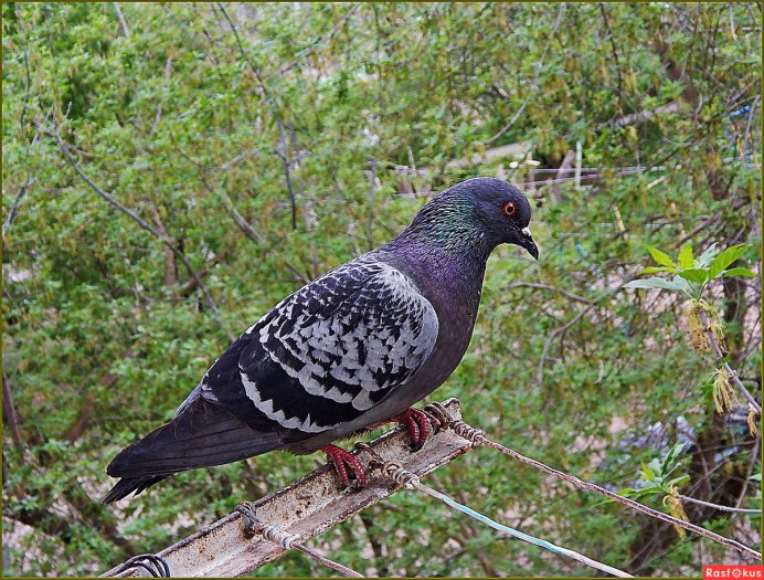 Голуби сизые сизокрылые