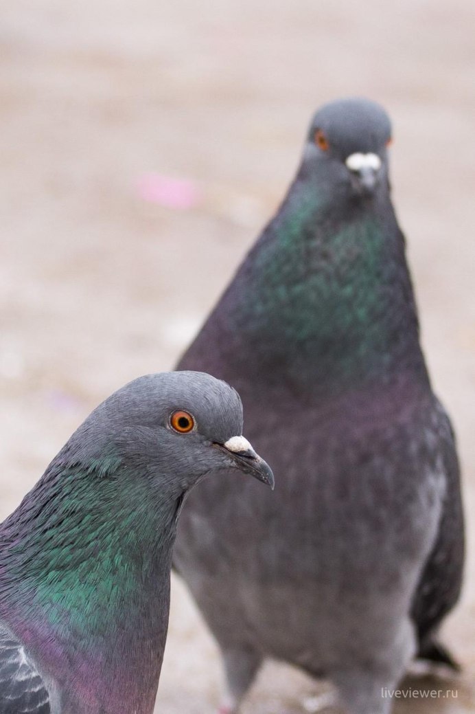 Сизый сизый голубок