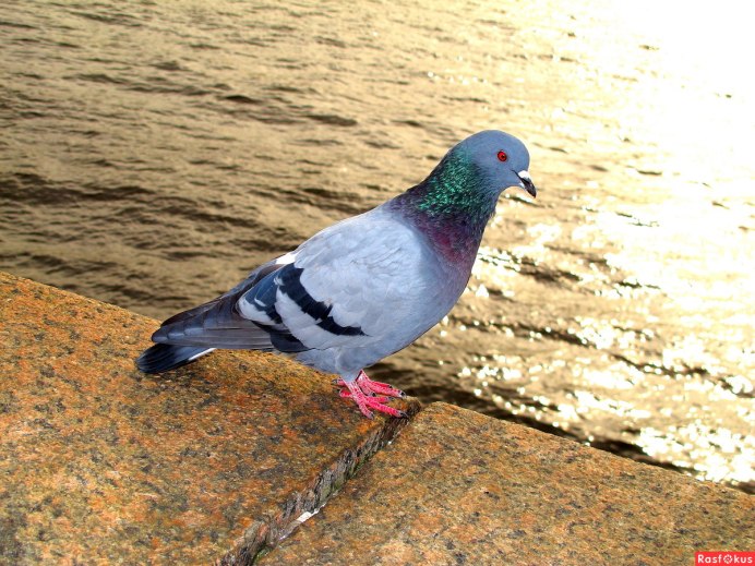 Горлица сизокрылая