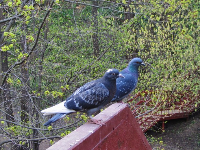 Голуби сизые сизокрылые