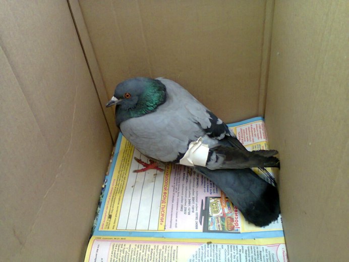 Голубь породы сизарь