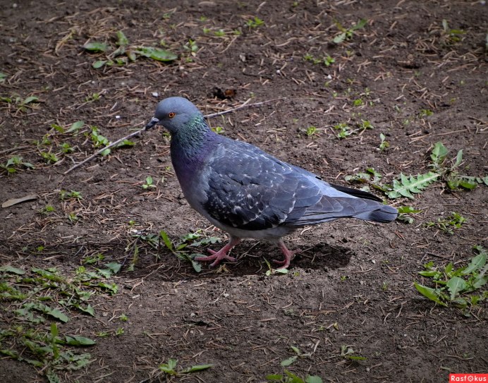 Пигеон голубь