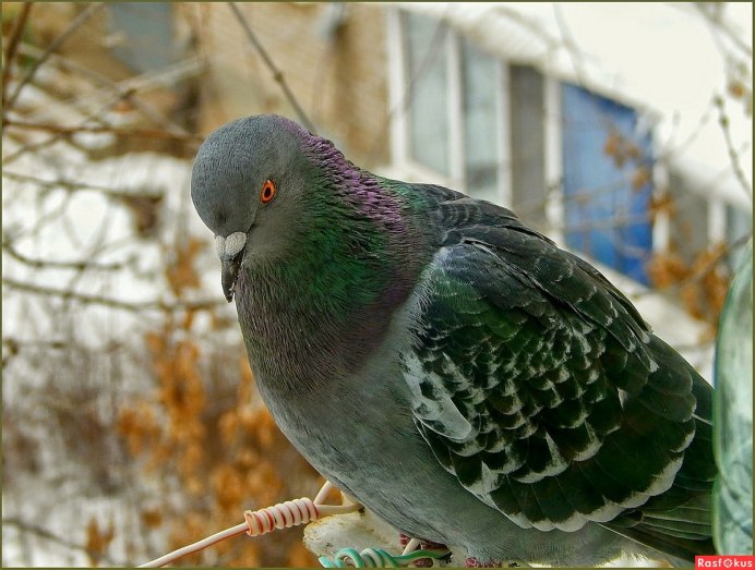 Голубчик сизокрылый