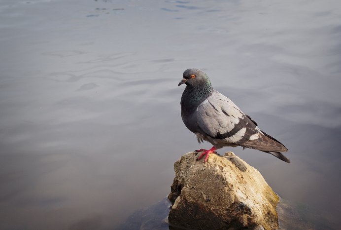 Голубь сизокрылый