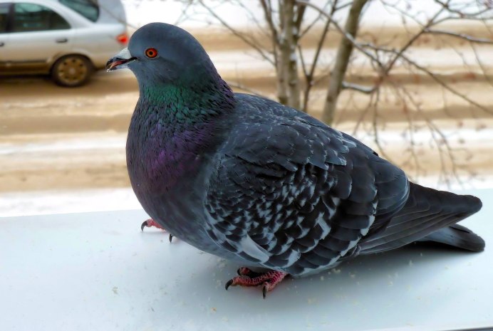 Лесной голубь Клинтух