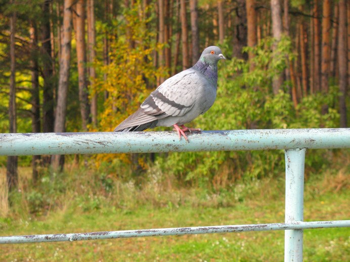 Сизокрылые голуби фотографии