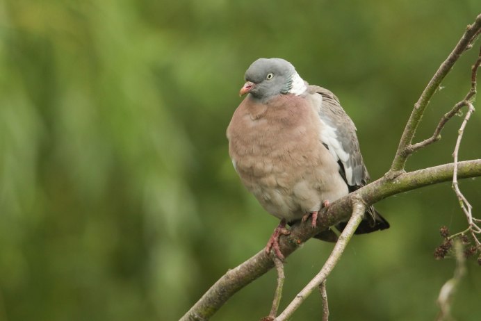 Никобарский голубь