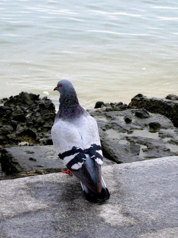 Серый голубь