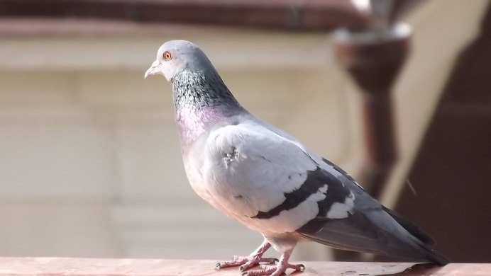 Голубь сизокрылый