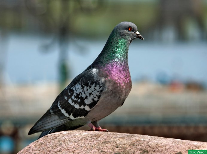 Доминант голубь серокрылый