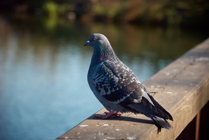 Пурпурный голубь