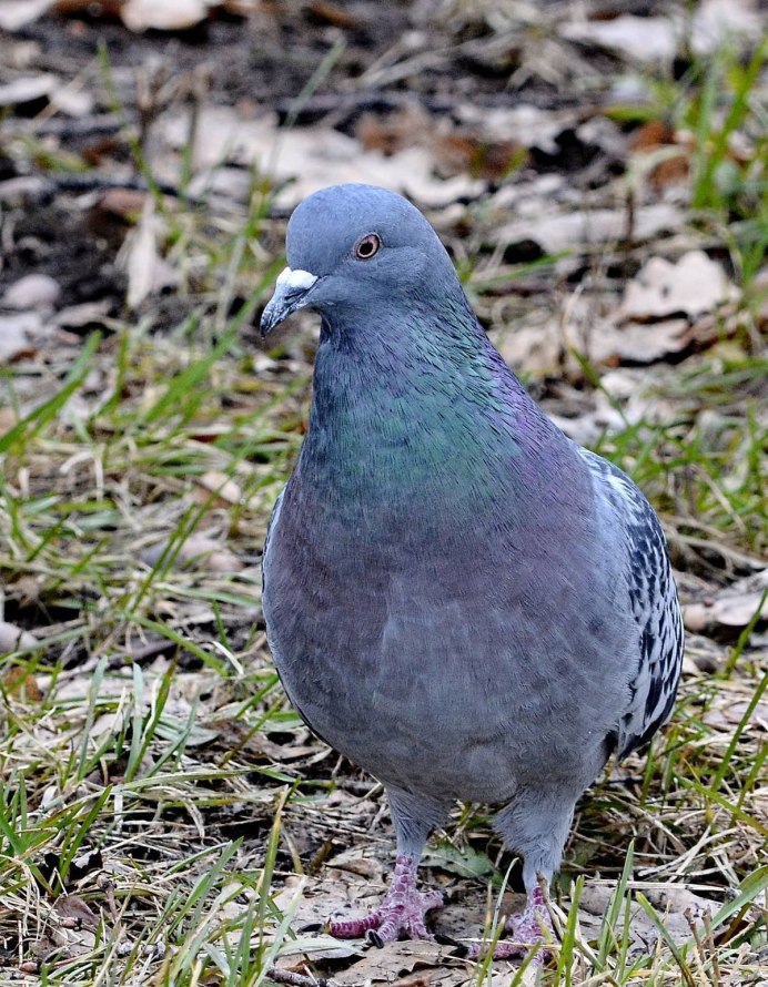 Голубь оседлая птица