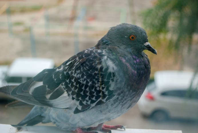 Голубок сизокрылый