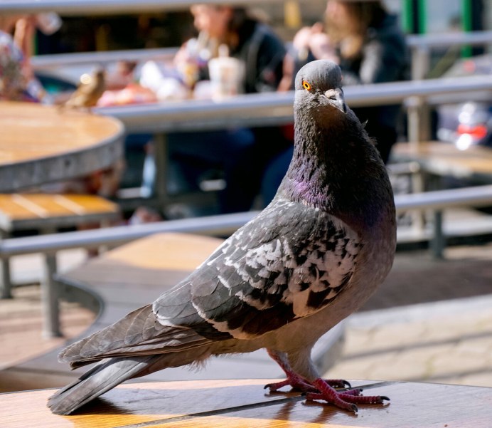 Ночной голубь