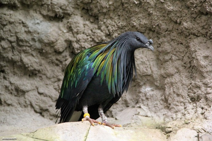 Венценосный голубь Виктория