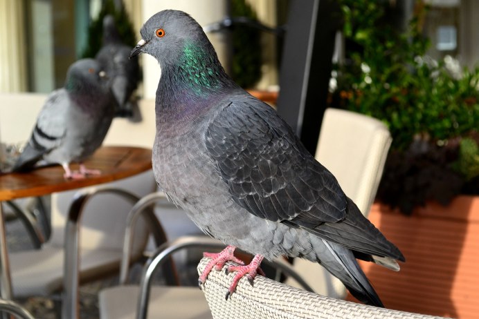 Сизокрылый голубок картина