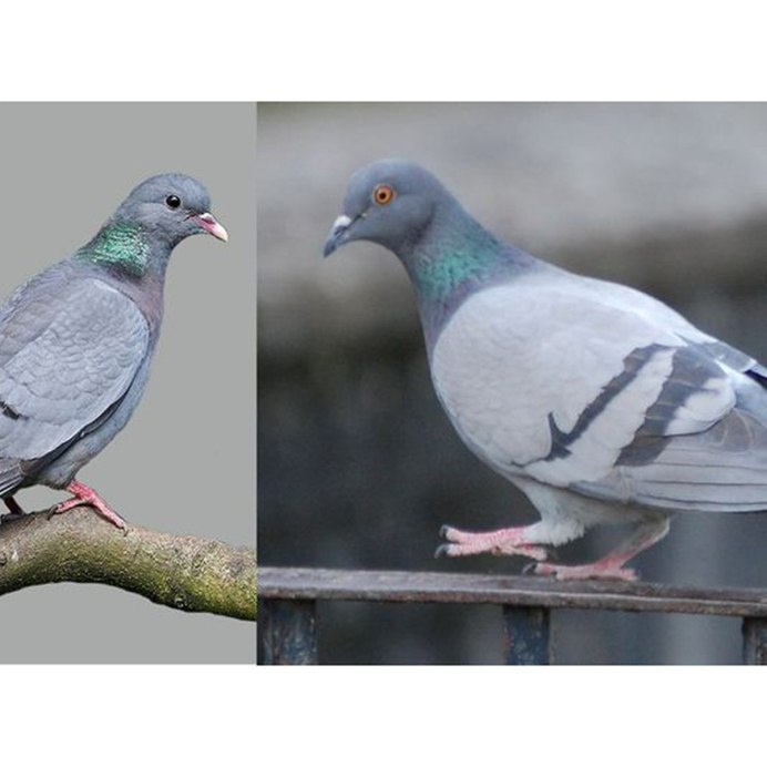 Фиолетовый голубь