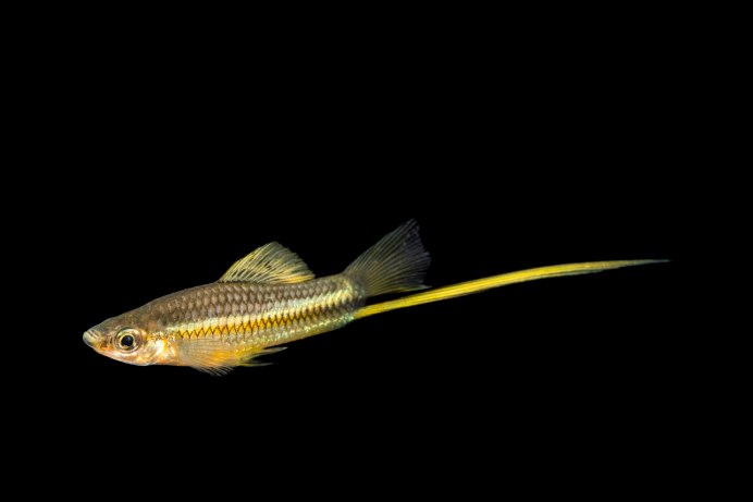 Xiphophorus montezumae