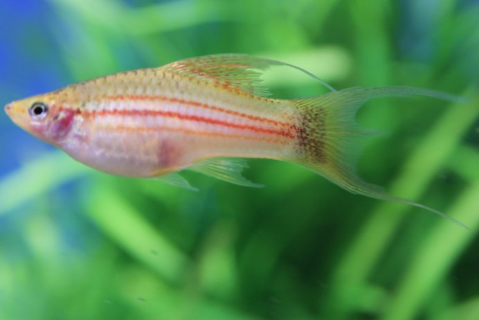 Меченосец рыбка аквариумная самец