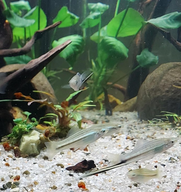 Полосатый меченосец