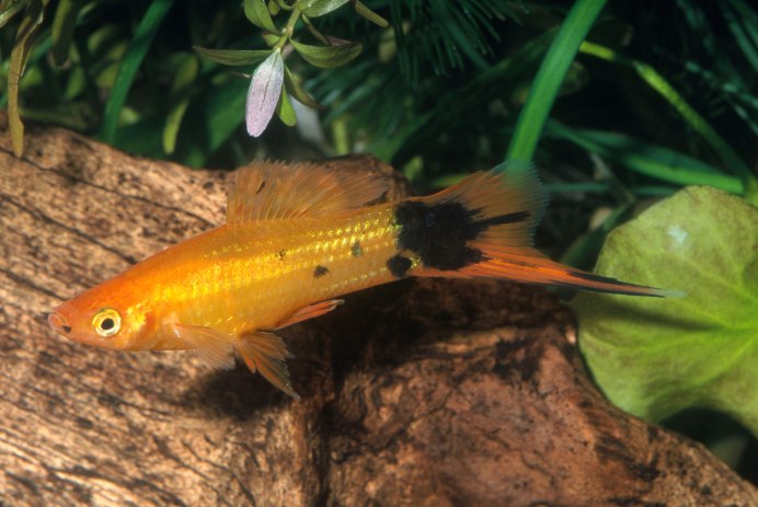 Гуппи меченосцы