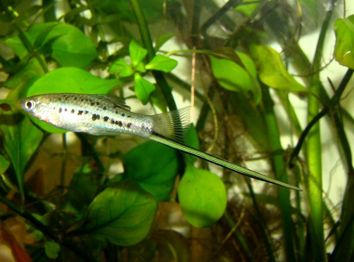 Xiphophorus montezumae