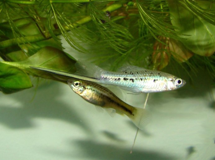 Меченосцы Монтесумы аквариумная рыбка