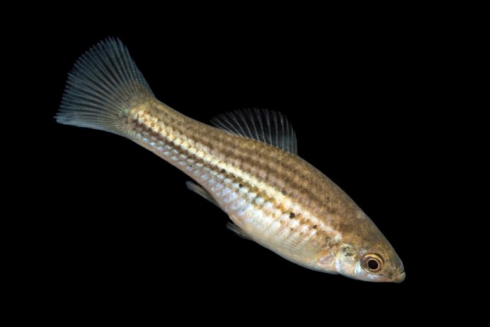 Меченосец Монтесумы купить