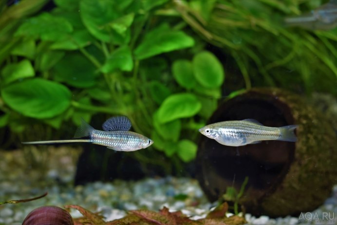 Меченосец Королевский Монтесума