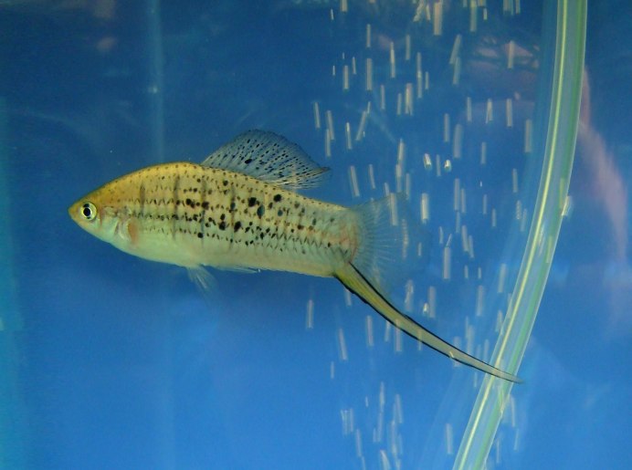 Меченосец Монтесумы Xiphophorus montezumae