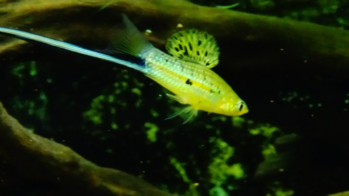 Как отличить самку от самца меченосца в аквариуме