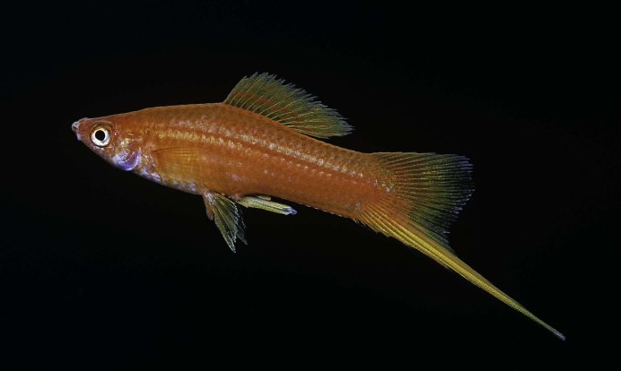 Зелёный меченосец Xiphophorus hellerii