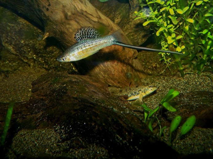 Красный меченосец рыбка аквариумная