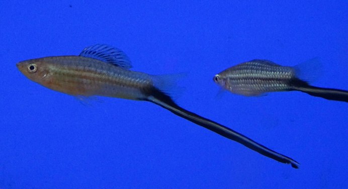 Xiphophorus montezumae