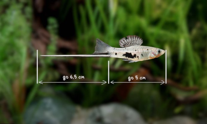 Xiphophorus couchianus