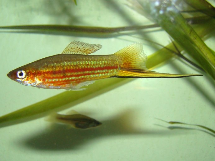 Тигровый меченосец рыбка