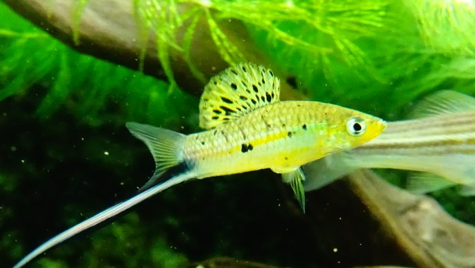 Меченосец Миллера (Xiphophorus milleri)
