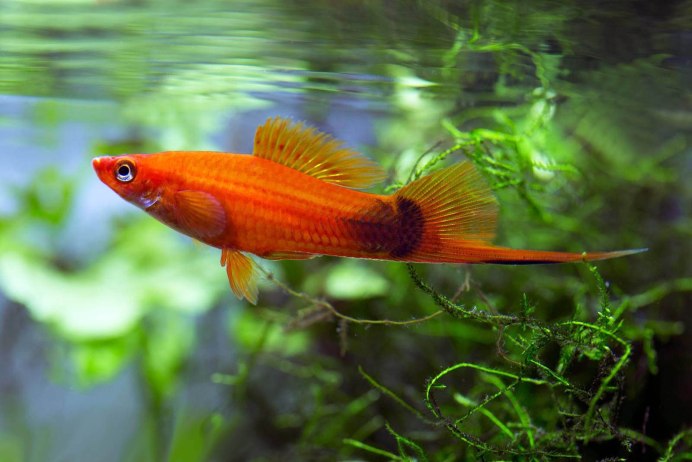 Xiphophorus montezumae