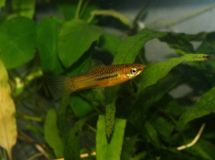 Меченосец кои ситцевый